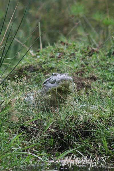 Mud Maps Africa Murchison Falls NP 2705